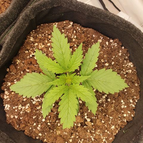 Mandarine Jam growlog timeline photo
