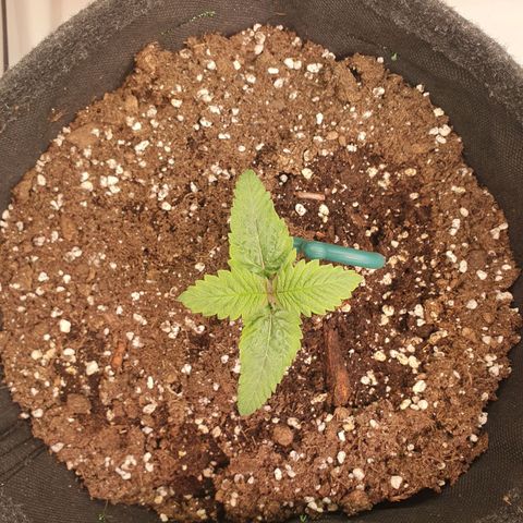 White Strawberry Skunk growlog timeline photo