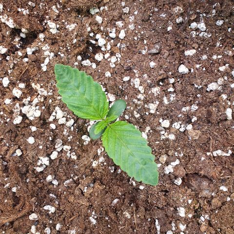 Hindu Kush growlog timeline photo