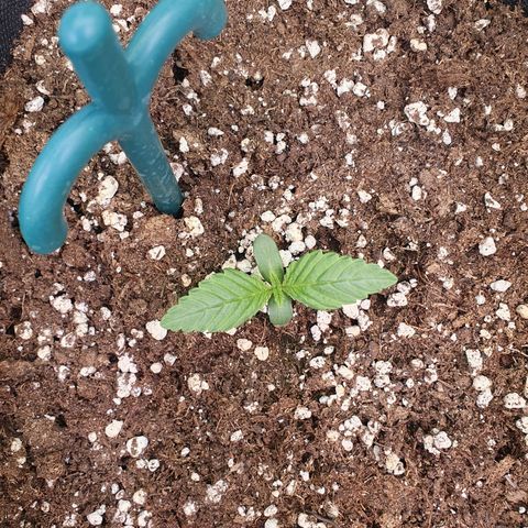 Hindu Kush growlog timeline photo