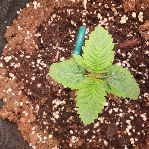 White Strawberry Skunk growlog timeline photo