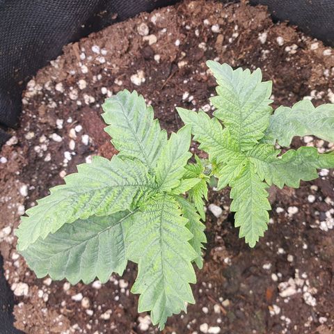 White Strawberry Skunk growlog timeline photo