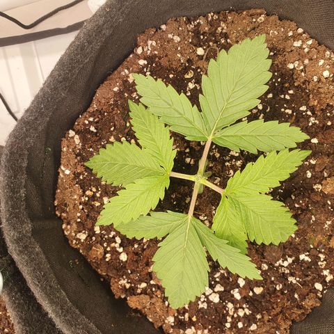 Mandarine Jam growlog photo: 1. Topping bei Nr.1 
Beginn LST bei Nr. 2