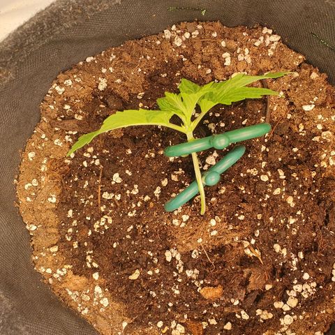 Mandarine Jam growlog photo: 1. Topping bei Nr.1 
Beginn LST bei Nr. 2