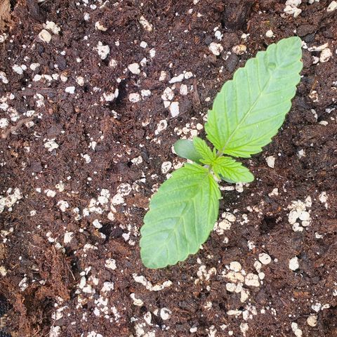 Hindu Kush growlog timeline photo