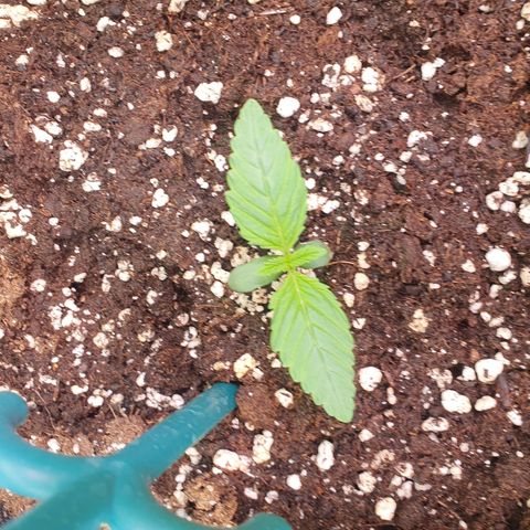 Hindu Kush growlog timeline photo