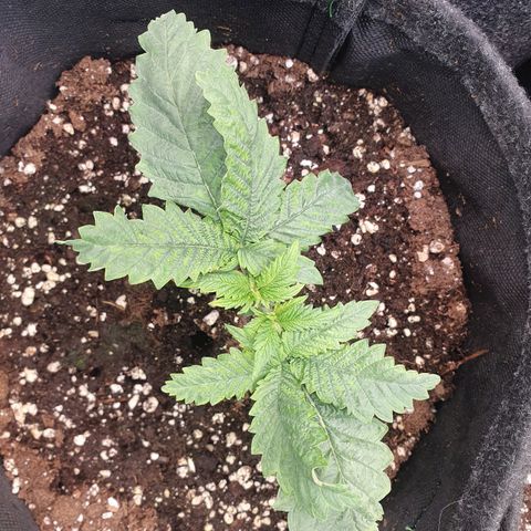 White Strawberry Skunk growlog timeline photo