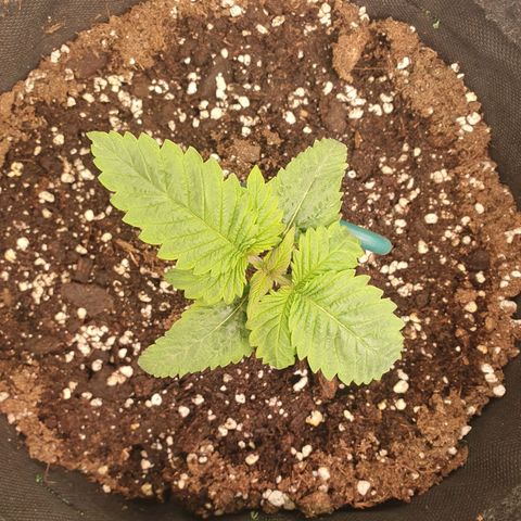 White Strawberry Skunk growlog timeline photo