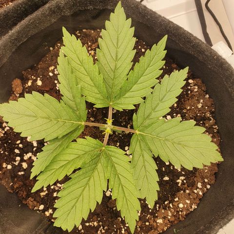 Mandarine Jam growlog timeline photo