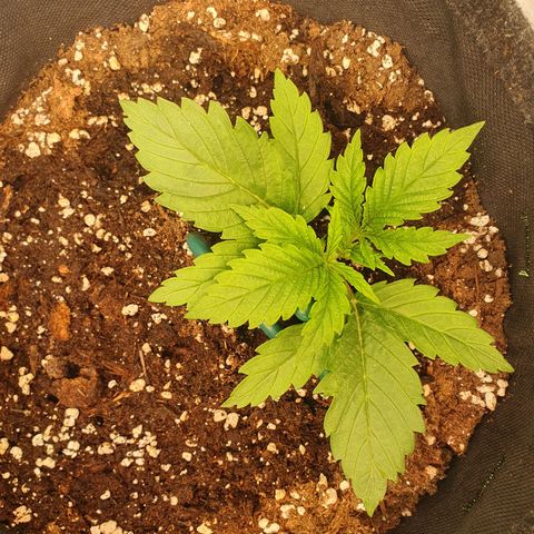 Mandarine Jam growlog timeline photo