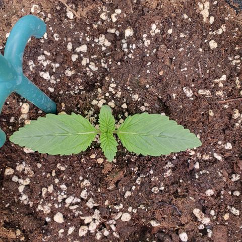 Hindu Kush growlog timeline photo