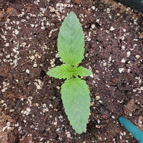 Hindu Kush growlog timeline photo