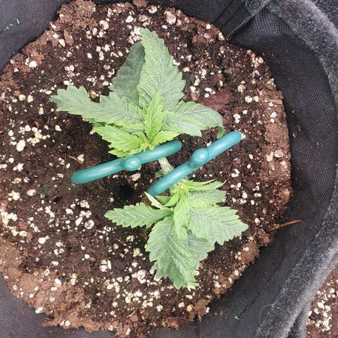 White Strawberry Skunk growlog timeline photo