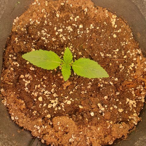 Hindu Kush growlog timeline photo