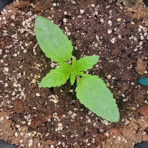 Hindu Kush growlog timeline photo