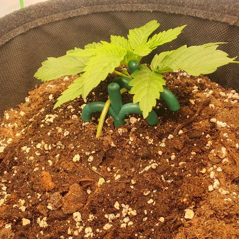 Mandarine Jam growlog timeline photo