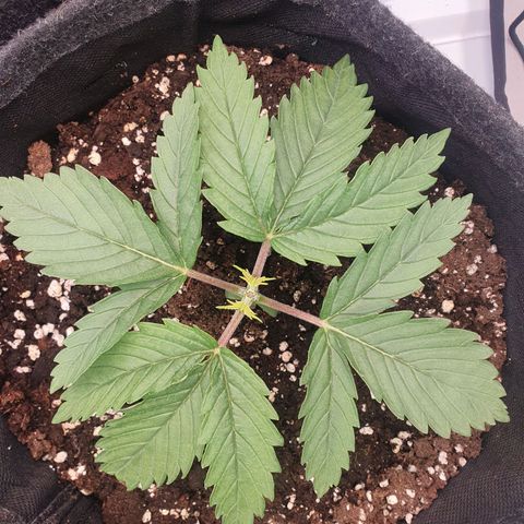 Mandarine Jam growlog timeline photo