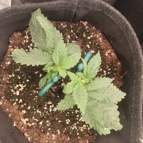 White Strawberry Skunk growlog timeline photo