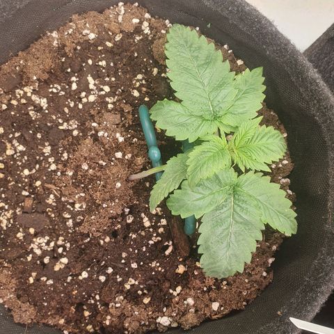 White Strawberry Skunk growlog timeline photo