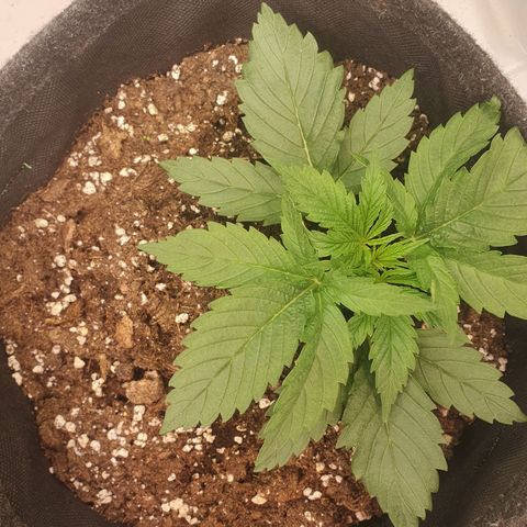 Mandarine Jam growlog timeline photo