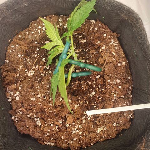 Mandarine Jam growlog timeline photo