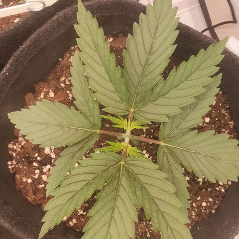 Mandarine Jam growlog timeline photo