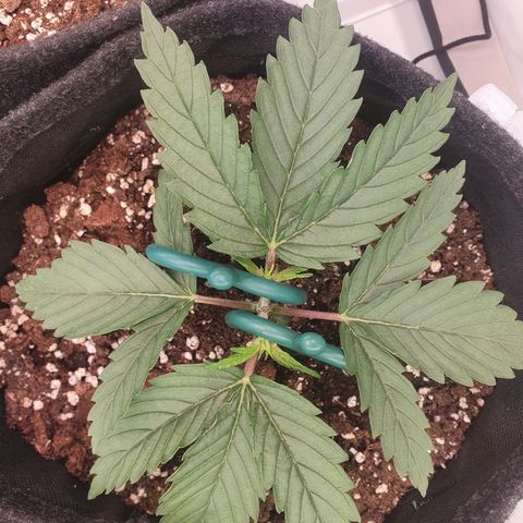 Mandarine Jam growlog timeline photo