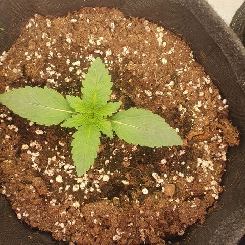 Hindu Kush growlog timeline photo