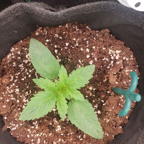 Hindu Kush growlog timeline photo