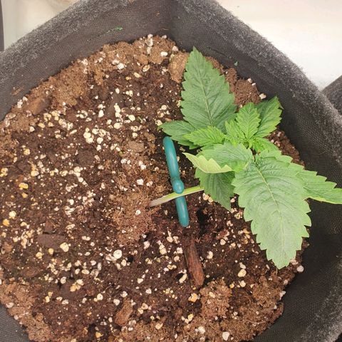 White Strawberry Skunk growlog timeline photo