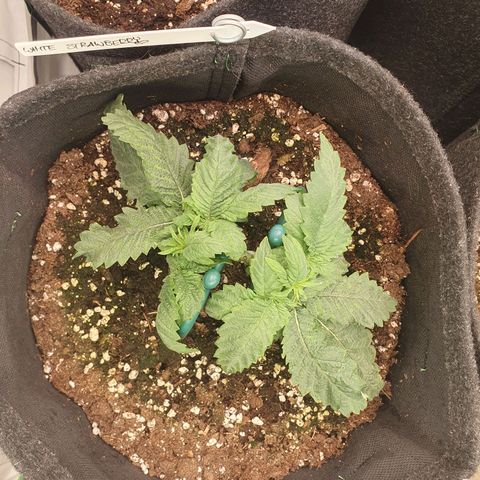 White Strawberry Skunk growlog timeline photo