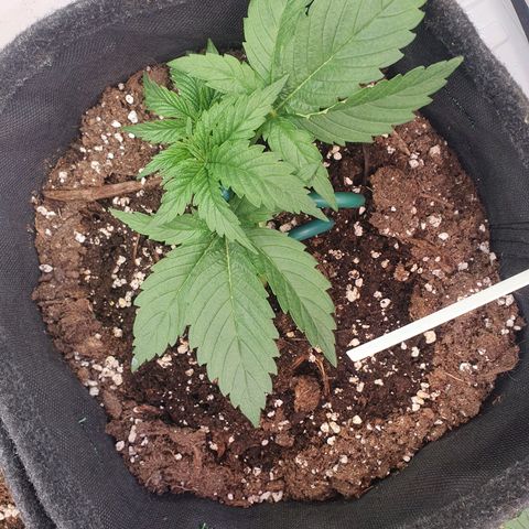 Mandarine Jam growlog timeline photo