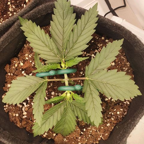 Mandarine Jam growlog timeline photo