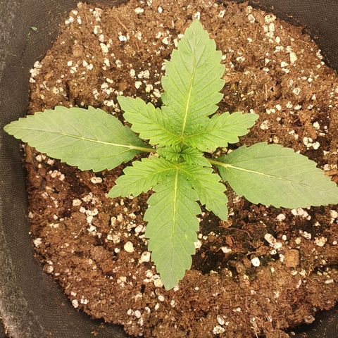 Hindu Kush growlog timeline photo