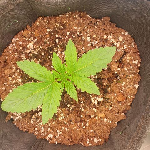 Hindu Kush growlog timeline photo