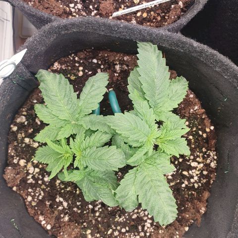 White Strawberry Skunk growlog timeline photo