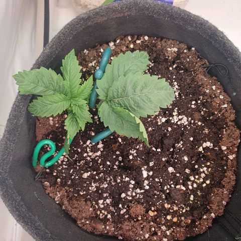 White Strawberry Skunk growlog timeline photo