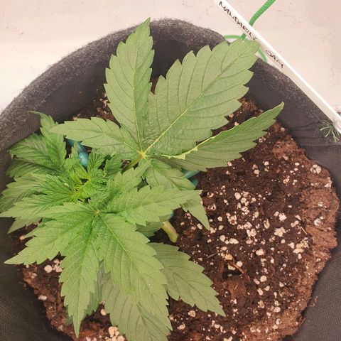 Mandarine Jam growlog timeline photo