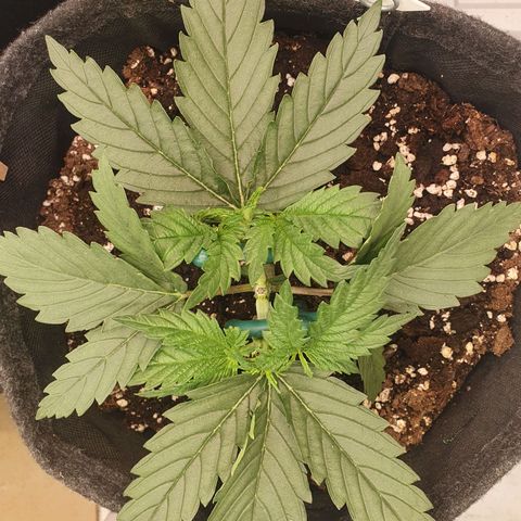 Mandarine Jam growlog timeline photo