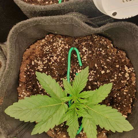 Hindu Kush growlog timeline photo
