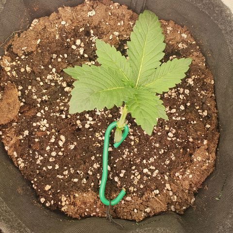 Hindu Kush growlog timeline photo