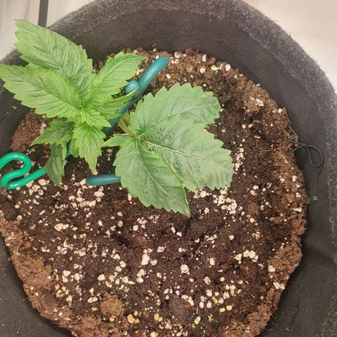 White Strawberry Skunk growlog timeline photo