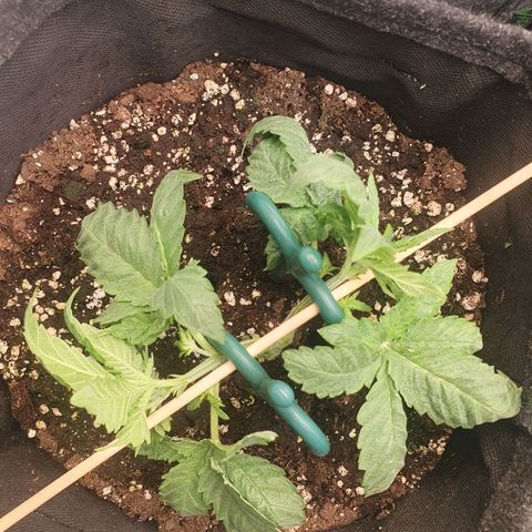 White Strawberry Skunk growlog timeline photo