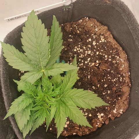 Mandarine Jam growlog timeline photo