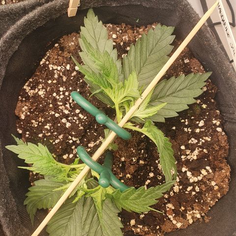 Mandarine Jam growlog timeline photo