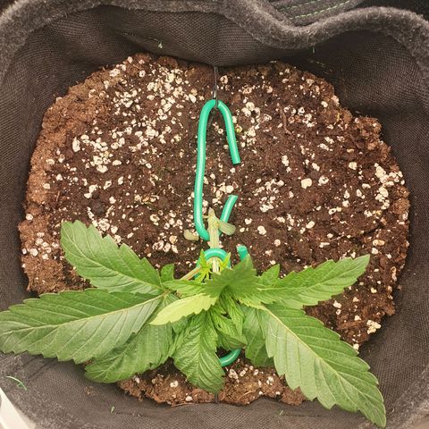 Hindu Kush growlog timeline photo