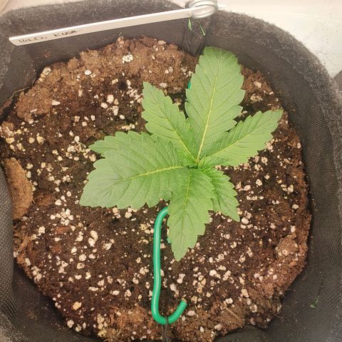 Hindu Kush growlog timeline photo
