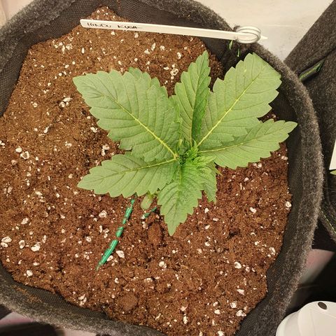 Hindu Kush growlog timeline photo