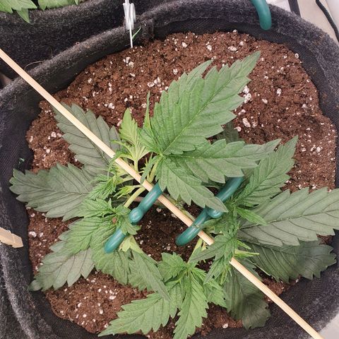 Mandarine Jam growlog timeline photo