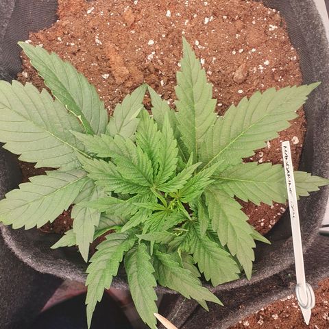 Mandarine Jam growlog timeline photo